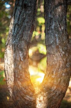 Closeup tree in the forest with sun rays 