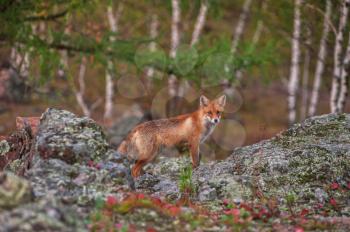 Red fox in autumn taiga