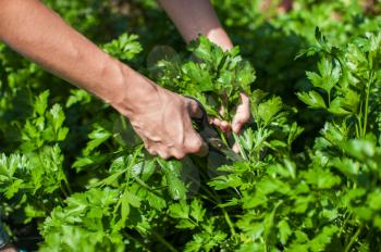 Fresh parsley and hands with scissors