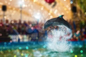 Two dolphins at dolphinarium on performance