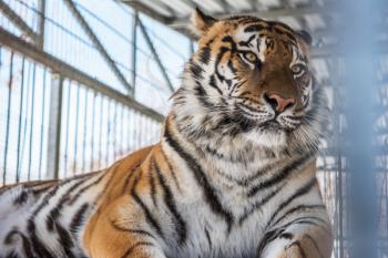 Portrait of the leopard in a zoo