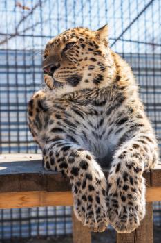 Portrait of the male leopard in a zoo