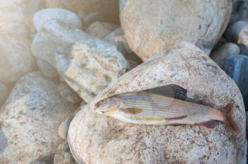 Just caught a grayling on the stones