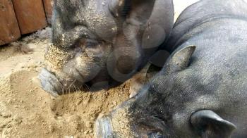 feeding black pig at farm