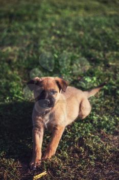 Cute playing puppy dog on a green grass