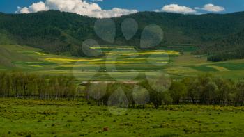 Beauty colors of summer Altai. Green and yellow meadow with trees on mountain background