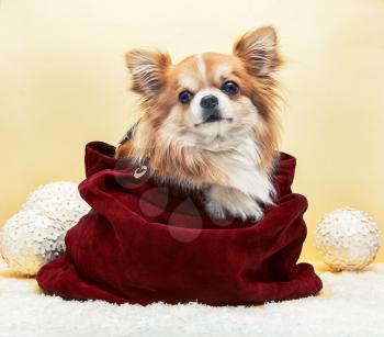 Small dog in the bag on yellow christmas background