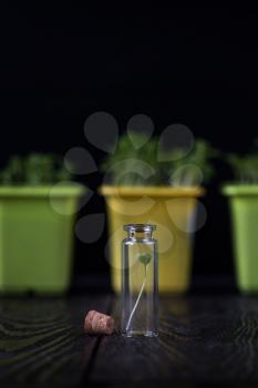 Genetically modified plants concept. Plant seedlings growing inside of test tubes on dark background