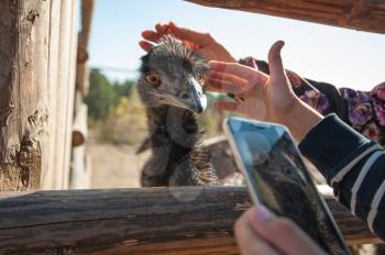 Close up photo of a funny and cute ostrich. Hand with phone trying take photo of the ostrich