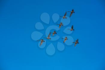 Flying whooper swans on blue sky background, Altai, Russia