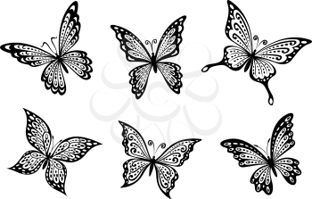 Beautiful butterflies insects isolated on white background