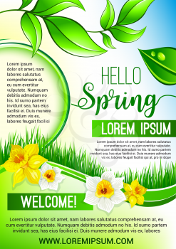 Hello Spring vector poster for springtime holidays. Design of dew drops on green leaves, grass and blooming spring flowers narcissus or daffodils. Flat template for greetings