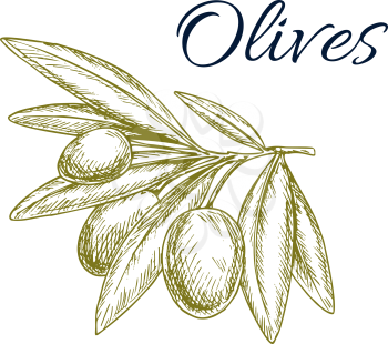 Green olives isolated sketch. Olive tree branch with ripe fruit and pointed leaves symbol. Natural organic olive fruits for oil label, italian and greece cuisine recipe, vegetarian food themes design