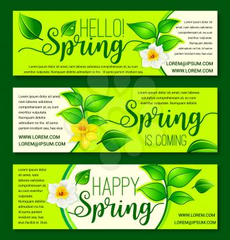 Welcome Spring vector greeting banners with floral and blooming nature. Springtime daffodils flowers and yellow narcissus blossoms on sunny grass and green tendrils. Happy Spring holiday design