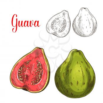 Guava fruit isolated sketch. Whole and half of fresh tropical guava fruit with green peel and pink pulp with seeds. Juice label, fruit drink and cocktail menu, food packaging design