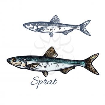 Sprat sketch vector fish icon. Isolated marine atlantic ocean sardine or sea anchovy fish species. Isolated symbol for seafood restaurant sign or emblem, fishing club or fishery market