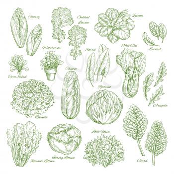Salad leaf and vegetables sketches. Lettuce, chinese cabbage, spinach and oakleaf lettuce, arugula, corn salad, pak choy and chicory, radicchio snd batavia, sorrel, watercress, chard