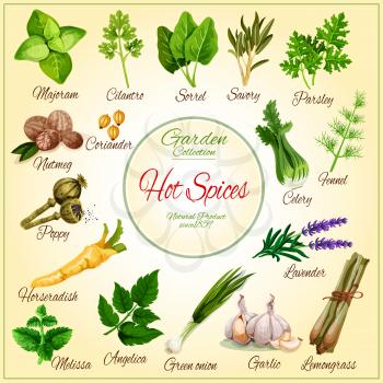Spices and herbs vector poster. Marjoram, sorrel or parsley and dill cooking condiments, lavender or lemongrass and melissa aroma flavoring, garlic, poppy and coriander seeds and horseradish seasoning