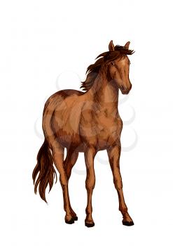 Horse of arabian breed isolated sketch. Purebred chestnut mare horse with brown mane and tail. Equestrian sport, horse racing, breeding farm or riding club design