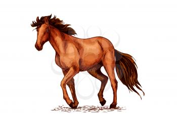 Horse sketch of wild mustang stallion. Brown horse walking on the pasture. Equestrian sport, horse racing, ride club symbol or t-shirt print design