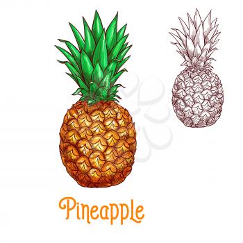 Pineapple fruit sketch. Vector isolated icon of fresh whole exotic tropical ananas citrus fruit for jam and juice drink product label or grocery store, shop and farm market or botany design