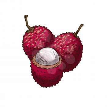 Lychee fruit sketch. Vector isolated icon of fresh whole and peeled exotic tropical litchi soapberry fruit for jam and juice drink product label or grocery store, shop and farm market or botany design