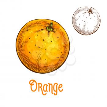 Orange fruit sketch. Vector isolated icon of fresh whole citrus orange for jam and juice drink product label or grocery store, shop and farm market design