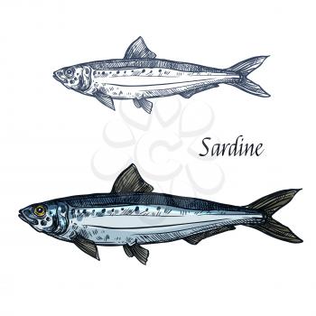 Sardine fish vector sketch icon. Isolated sea pilchard herring or sardinella fish species. Isolated symbol for seafood restaurant sign or emblem, fishing club or fishery market