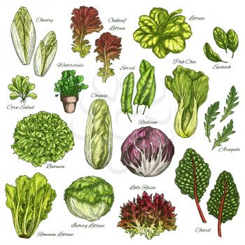 Salads and leafy vegetables sketch icons set. Vector isolated chicory, oakleaf lettuce or sorrel and pak choi, farm garden spinach, radiccio or arugula and chinese cabbage, batavia and iceberg lettuce