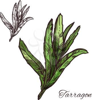 Tarragon green leaf sketch of spice herb. Fresh branch of estragon isolated symbol of mediterranean cuisine seasoning for spice shop label, food and drink packaging, herbal medicine themes design