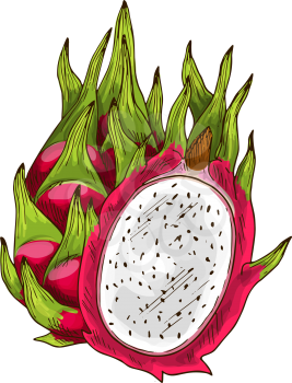 Dragon fruit isolated sketch. Exotic tropical pitaya fruit with pink peel, white flesh and green leaf. Ripe pitahaya for food and drink label, tropical dessert or exotic juice packaging design
