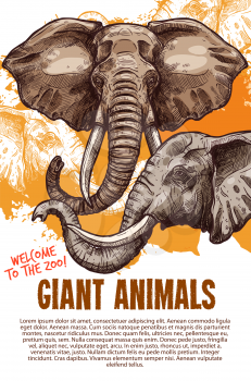 Welcome to zoo poster of giant elephants animals. Vector template design of wild nature Indian or African elephant for safari and savanna adventure or animal zoology garden