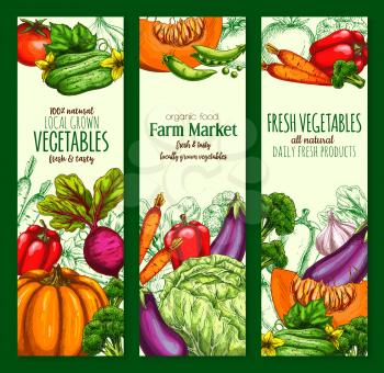 Vegetable, organic farm veggies banner set. Fresh tomato, pepper, carrot, cabbage, eggplant, cucumber, pumpkin, beet, green pea sketches for farm market label, vegetarian food, salad ingredient design