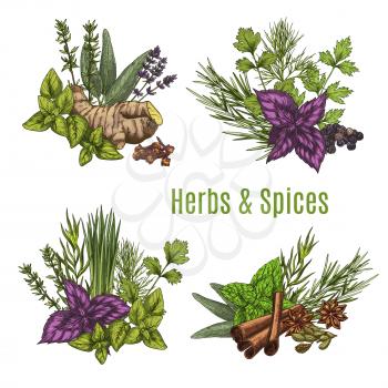 Fresh herb and spice sketches. Green and red basil, rosemary, ginger root, mint, thyme, parsley, cinnamon stick, dill, anise star, cardamom and clove seed, lavender flower and sage isolated symbol
