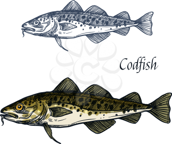Cod fish vector sketch icon. Isolated sea or ocean codfish pollock or haddock species of marine fauna animal symbol for zoology, seafood or fish food restaurant, fishing club or fishery market