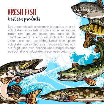 Fish fresh product poster template. Sea and river fish animal sketch banner of ocean perch, trout, pike, carp, crucian and bream for fishing sport, fish market or restaurant menu design