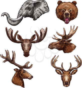 African animal and forest mammal isolated vector set. Elephant, deer, bear, elk, antelope, moose, reindeer and grizzly animal muzzle sketch for zoo, safari trip symbol or hunting sport design
