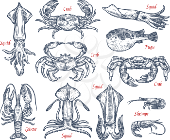Sea animal, fish and crustacean sketch set. Crab, lobster, fugu fish, shrimp, squid and prawn, seafood isolated vector icon for fishing emblem, fish market label, seafood restaurant design