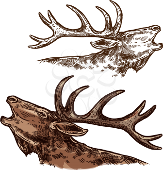 Elk or moose head and antlers sketch vector icon. Wild forest stag deer buck isolated wildlife fauna and zoology symbol for blazon or hunting sport team trophy and nature adventure club