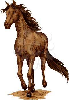 Horse or racehorse animal running or galloping with waving mane. Brown mustang or wild stallion trotting fast for equine sport or equestrian races contest. Vector isolated icon sketch