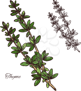 Thyme spice herb sketch of natural food ingredient and seasoning. Fresh branch with green leaf of thyme plant isolated icon for cooking recipe, herbal medicine and essential oil label design