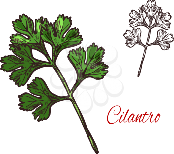 Coriander or cilantro plant isolated sketch of spice herb. Chinese parsley fresh green leaf and twig. Food seasoning and cooking ingredient label design for spice shop