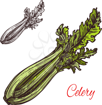 Celery vegetable plant sketch icon. Vector isolated symbol of fresh farm grown vegetarian celery leaf for veggie salad cooking ingredient or grocery store and market design