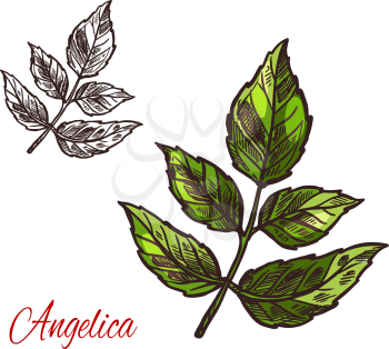 Angelica spice herb plant sketch icon. Vector isolated leaf of wild angelica for culinary cuisine cooking or flavoring herbal seasoning ingredient or grocery store and market design