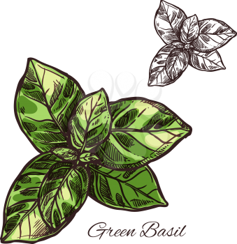 Green basil seasoning spice herb sketch icon. Vector isolated leaf of basil for culinary cuisine cooking or flavoring herbal seasoning ingredient or grocery store and market design