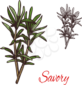 Savory seasoning plant sketch icon. Vector isolated savory herbal bitter spice for culinary cuisine cooking or flavoring herbal seasoning ingredient or grocery store and botanical design