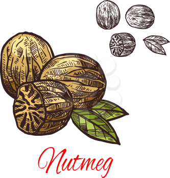 Nutmeg spice seasoning plant sketch icon. Vector isolated nutmeg fragrant nut for culinary cuisine cooking or flavoring herbal seasoning ingredient or grocery store and botanical design