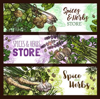 Herbs and spices sketch banners for farm store. Vector design template of fresh farm grown basil, oregano or poppy seed seasoning and spices for cooking or culinary, chili pepper or ginger and parsley