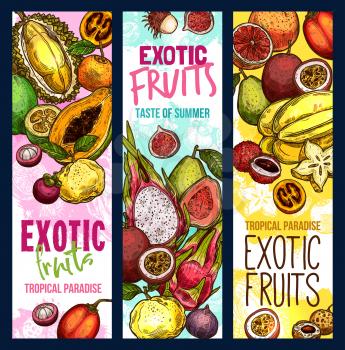 Exotic fruits and tropical fruit harvest banners. Vector sketch design of fresh mangosteen, exotic jackfruit and lychee or mango, dragonfruit pithaya and papaya, rambutan and passion fruits