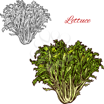 Lettuce salad sketch isolated icon. Vector botanical sketch design of vegetarian fresh Lactuca sativa leafy vegetable or organic salads food for farmer market or agriculture shop or store